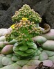 aeonium glandulosum Miradouro Ilheus da Ribeira da Janela 17.4.25bb.jpg
