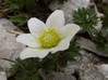 anemone_baldensis.jpg