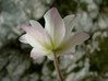 anemone_baldensis2.jpg