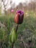anemone_hortensis2.jpg