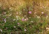 anemone_hortensis4.jpg