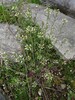 arabidopsis thaliana Domzale23.3.23.jpg