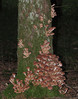 armillaria_ostoyae12.jpg