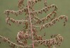 artemisia caerulescens2.jpg