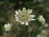 astrantia bavarica Kamn.sedlo 15.8.25bbb.jpg