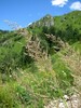 Ime datoteke: calamagrostis varia.jpg
Velikost datoteke: 482kB
Dimenzija: 750x1000
Datum objave: July 06, 2025 calamagrostis varia.jpg