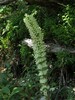 campanula thyrsoides carniolica Kamn.sedlo 15.8.25b.jpg