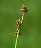 Ime datoteke: carex echinata Bela krajina 31.5.25b.jpg
Velikost datoteke: 216kB
Dimenzija: 850x1000
Datum objave: June 08, 2025 carex echinata Bela krajina 31.5.25b.jpg