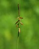 Ime datoteke: carex pulicaris Bela krajina 31.5.25.jpg
Velikost datoteke: 206kB
Dimenzija: 799x1000
Datum objave: June 08, 2025 carex pulicaris Bela krajina 31.5.25.jpg