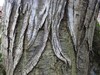 carpinus betulus skorja.jpg