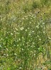 cephalariagigantea2.jpg