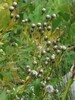 crepis pyrenaica1.jpg