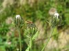 crepis pyrenaica2.jpg