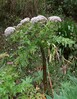 daucus decipiens Ribeiro Frio 13.4.25bb.jpg