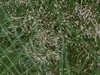 deschampsia flexuosa.jpg