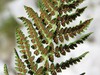 dryopteris villarii Kamn.sedlo 15.8.25b.jpg