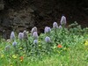 Ime datoteke: echium nervosum Miradouro Ilheus da Ribeira da Janela 17.4.25.jpg
Velikost datoteke: 651kB
Dimenzija: 1100x825
Datum objave: May 02, 2025 echium nervosum Miradouro Ilheus da Ribeira da Janela 17.4.25.jpg