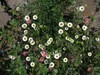 Ime datoteke: erigeron karvinskianus Machico 18.4.25.jpg
Velikost datoteke: 562kB
Dimenzija: 1100x825
Datum objave: May 09, 2025 erigeron karvinskianus Machico 18.4.25.jpg
