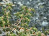 euphorbia maculata.jpg