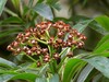 Ime datoteke: euphorbia mellifera Risco 15.4.25c.jpg
Velikost datoteke: 426kB
Dimenzija: 1100x825
Datum objave: May 09, 2025 euphorbia mellifera Risco 15.4.25c.jpg