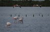 flamingi1.jpg