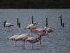 flamingi2.jpg