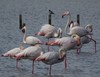 flamingi3.jpg