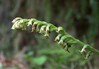 gennaria diphylla Risco 15.4.25b.jpg