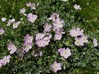 geranium argenteum3.jpg