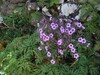 geranium maderense Machico 18.4.25.jpg