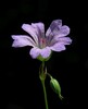 geranium nodosum21.jpg