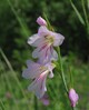 gladiolus illyricus21.jpg