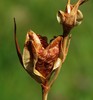 gladioluspalustrisseme.jpg
