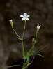 heliosperma veselskyi glutinosa Kranj 17.8.25bbbb.jpg