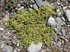 herniaria alpina1.jpg