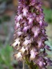himantoglossum roberianum.jpg