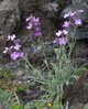 matthiola maderensis Camara de Lobos 16.4.25.jpg