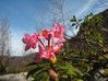 oktobrski_rododendron.jpg