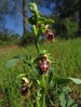 ophrys flavomarginata.jpg