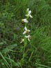 ophrys_apifera.jpg