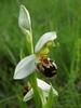 ophrys_apifera2.jpg