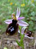 ophrys_bertolonii2.jpg