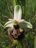 ophrys_holosericea.jpg