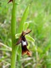 ophrys_insectifera2.jpg
