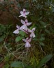 orchis anatolica1.jpg