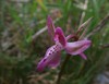orchis anatolica2.jpg