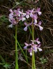 orchis morio siriaca.jpg