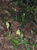 orchis_pallens09.jpg