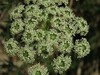peucedanum austriacum.jpg