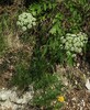 peucedanum austriacum2.jpg